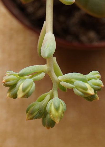 「多肉植物(樹氷・ツルギダ・秋麗・月美人・その他)」テキトー栽培記