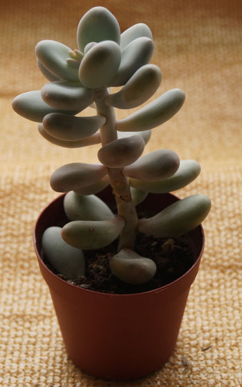 「多肉植物(樹氷・ツルギダ・秋麗・月美人・その他)」テキトー栽培記