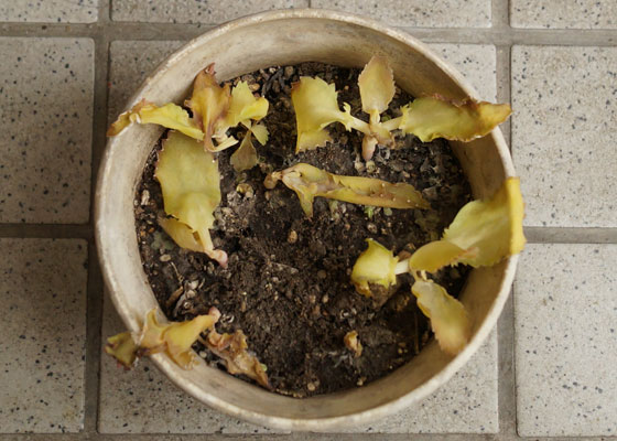 「多肉植物(樹氷・ツルギダ・秋麗・月美人・その他)」テキトー栽培記