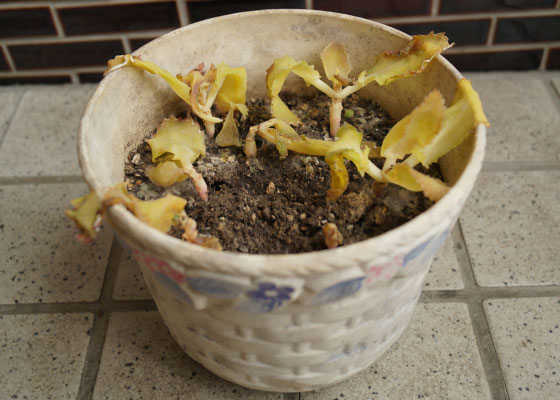 「多肉植物(樹氷・ツルギダ・秋麗・月美人・その他)」テキトー栽培記