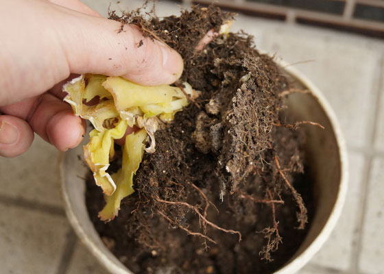 「多肉植物（樹氷・ツルギダ・秋麗・月美人・その他）」テキトー栽培記