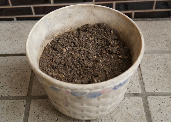 「多肉植物(樹氷・ツルギダ・秋麗・月美人・その他)」テキトー栽培記
