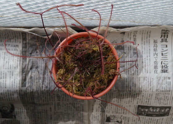 「食虫植物（モウセンゴケ・サラセニア・ムシトリスミレ・ミミカキグサ）」テキトー栽培記