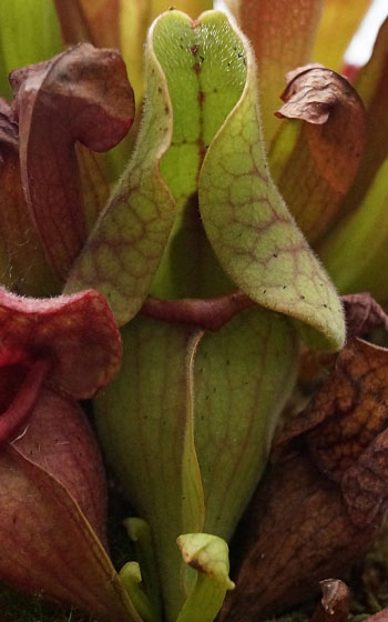 「食虫植物（モウセンゴケ・サラセニア・ムシトリスミレ・ミミカキグサ）」テキトー栽培記