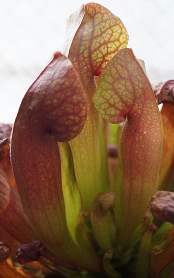 「食虫植物（モウセンゴケ・サラセニア・ムシトリスミレ・ミミカキグサ）」テキトー栽培記