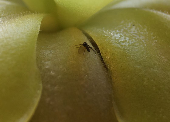 「食虫植物（モウセンゴケ・サラセニア・ムシトリスミレ・ミミカキグサ）」テキトー栽培記