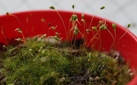 「食虫植物（モウセンゴケ・サラセニア・ムシトリスミレ・ミミカキグサ）」テキトー栽培記