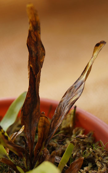 「食虫植物（モウセンゴケ・サラセニア・ムシトリスミレ・ミミカキグサ）」テキトー栽培記