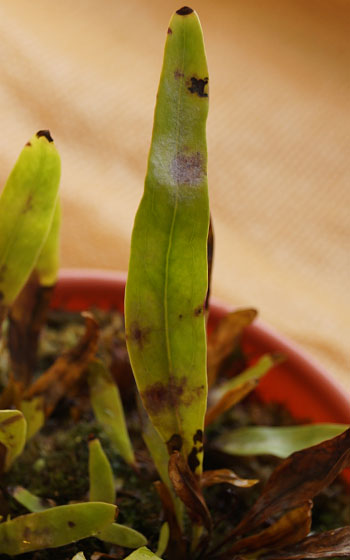 「食虫植物（モウセンゴケ・サラセニア・ムシトリスミレ・ミミカキグサ）」テキトー栽培記