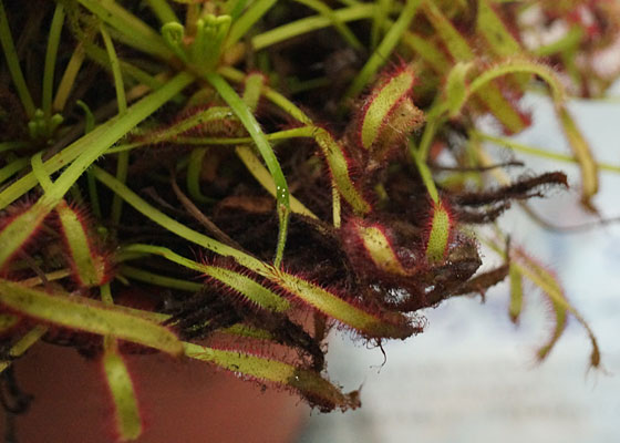 「食虫植物（モウセンゴケ・サラセニア・ムシトリスミレ・ミミカキグサ）」テキトー栽培記