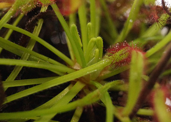 「食虫植物（モウセンゴケ・サラセニア・ムシトリスミレ・ミミカキグサ）」テキトー栽培記