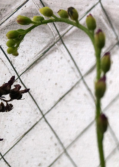 「食虫植物（モウセンゴケ・サラセニア・ムシトリスミレ・ミミカキグサ）」テキトー栽培記