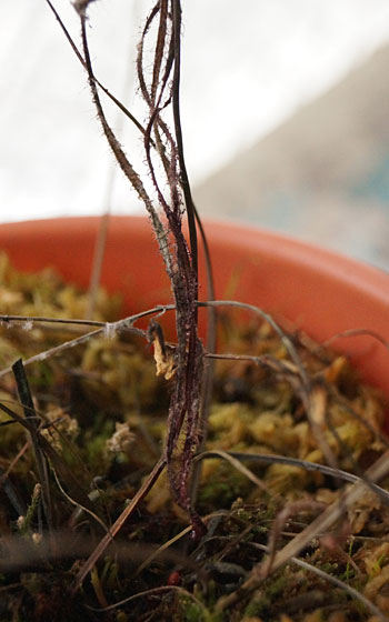 「食虫植物（モウセンゴケ・サラセニア・ムシトリスミレ・ミミカキグサ）」テキトー栽培記