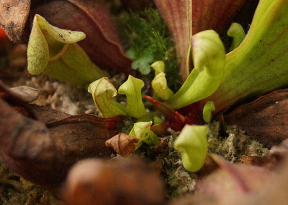 「食虫植物（モウセンゴケ・サラセニア・ムシトリスミレ・ミミカキグサ）」テキトー栽培記