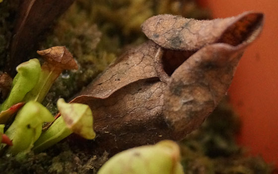 「食虫植物（モウセンゴケ・サラセニア・ムシトリスミレ・ミミカキグサ）」テキトー栽培記