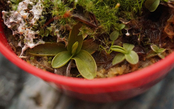 「食虫植物（モウセンゴケ・サラセニア・ムシトリスミレ・ミミカキグサ）」テキトー栽培記