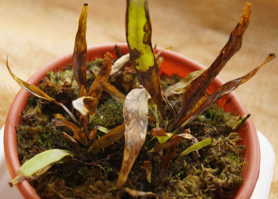 「食虫植物（モウセンゴケ・サラセニア・ムシトリスミレ・ミミカキグサ）」テキトー栽培記