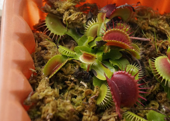 「食虫植物（ハエトリソウ）」テキトー栽培記