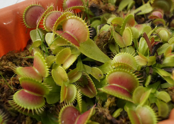 「食虫植物（ハエトリソウ）」テキトー栽培記