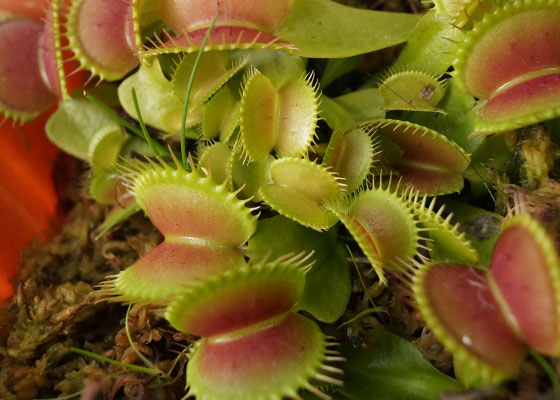 「食虫植物（ハエトリソウ）」テキトー栽培記