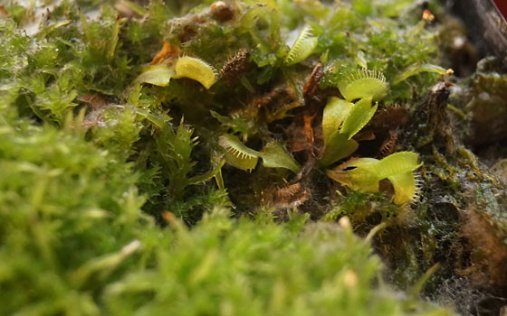 「食虫植物（ハエトリソウ）」テキトー栽培記