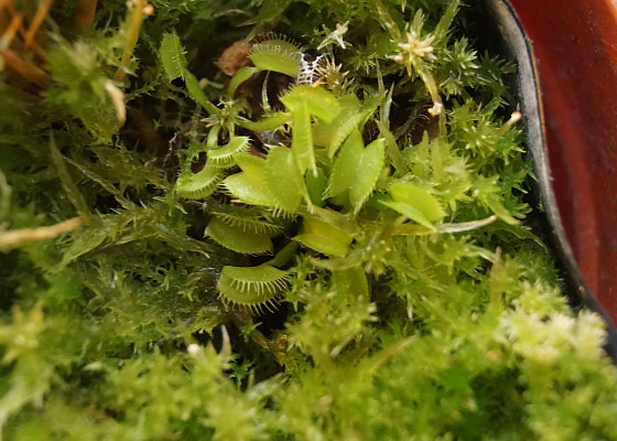 「食虫植物（ハエトリソウ）」テキトー栽培記