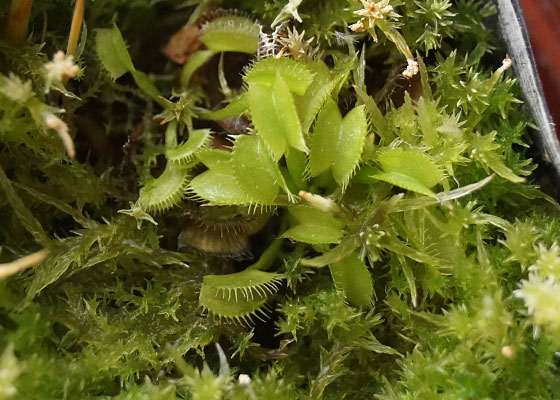 「食虫植物（ハエトリソウ）」テキトー栽培記