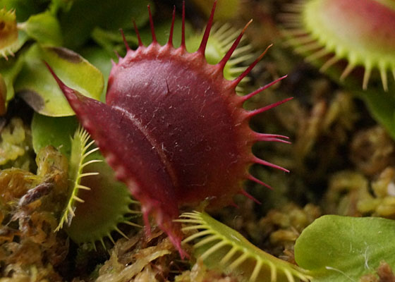 「食虫植物（ハエトリソウ）」テキトー栽培記