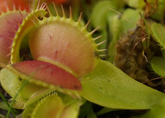 「食虫植物（ハエトリソウ）」テキトー栽培記