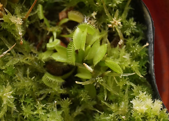 「食虫植物（ハエトリソウ）」テキトー栽培記