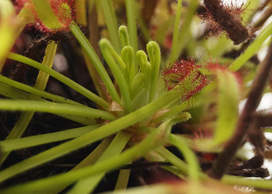 「食虫植物（モウセンゴケ・サラセニア・ムシトリスミレ・ミミカキグサ）」テキトー栽培記