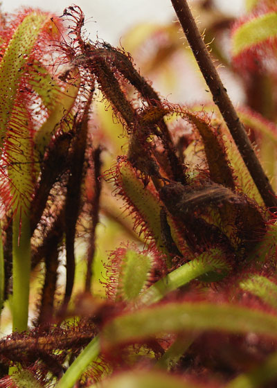 「食虫植物（モウセンゴケ・サラセニア・ムシトリスミレ・ミミカキグサ）」テキトー栽培記