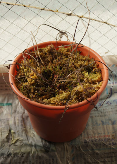 「食虫植物（モウセンゴケ・サラセニア・ムシトリスミレ・ミミカキグサ）」テキトー栽培記