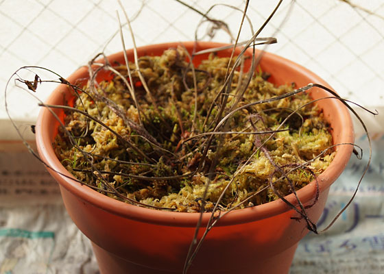 「食虫植物（モウセンゴケ・サラセニア・ムシトリスミレ・ミミカキグサ）」テキトー栽培記