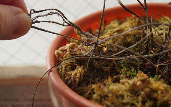 「食虫植物（モウセンゴケ・サラセニア・ムシトリスミレ・ミミカキグサ）」テキトー栽培記