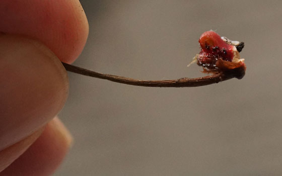 「食虫植物（モウセンゴケ・サラセニア・ムシトリスミレ・ミミカキグサ）」テキトー栽培記