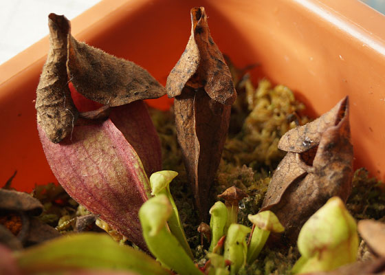 「食虫植物（モウセンゴケ・サラセニア・ムシトリスミレ・ミミカキグサ）」テキトー栽培記