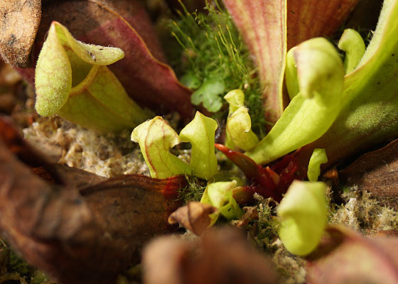 「食虫植物（モウセンゴケ・サラセニア・ムシトリスミレ・ミミカキグサ）」テキトー栽培記