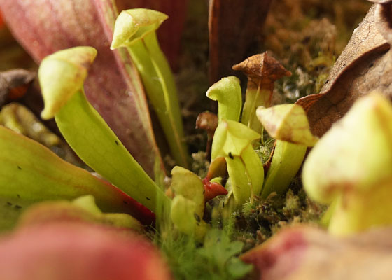 「食虫植物（モウセンゴケ・サラセニア・ムシトリスミレ・ミミカキグサ）」テキトー栽培記