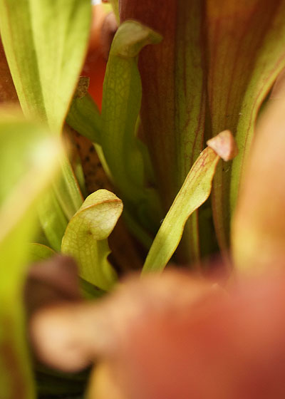 「食虫植物（モウセンゴケ・サラセニア・ムシトリスミレ・ミミカキグサ）」テキトー栽培記