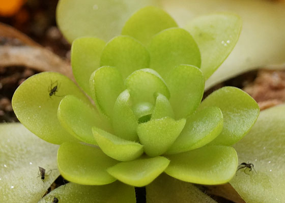 「食虫植物（モウセンゴケ・サラセニア・ムシトリスミレ・ミミカキグサ）」テキトー栽培記