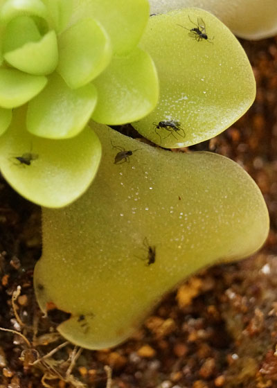 「食虫植物（モウセンゴケ・サラセニア・ムシトリスミレ・ミミカキグサ）」テキトー栽培記