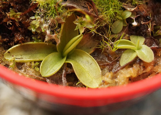 「食虫植物（モウセンゴケ・サラセニア・ムシトリスミレ・ミミカキグサ）」テキトー栽培記