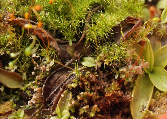 「食虫植物（モウセンゴケ・サラセニア・ムシトリスミレ・ミミカキグサ）」テキトー栽培記