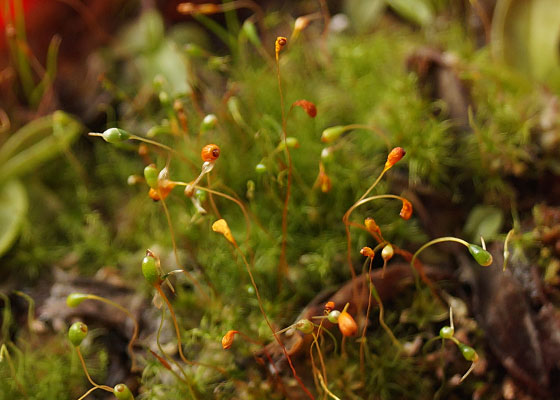 「食虫植物（モウセンゴケ・サラセニア・ムシトリスミレ・ミミカキグサ）」テキトー栽培記