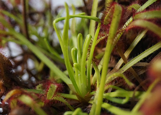 「食虫植物（モウセンゴケ・サラセニア・ムシトリスミレ・ミミカキグサ）」テキトー栽培記