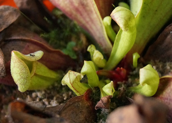 「食虫植物（モウセンゴケ・サラセニア・ムシトリスミレ・ミミカキグサ）」テキトー栽培記