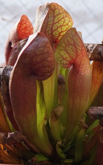 「食虫植物（モウセンゴケ・サラセニア・ムシトリスミレ・ミミカキグサ）」テキトー栽培記