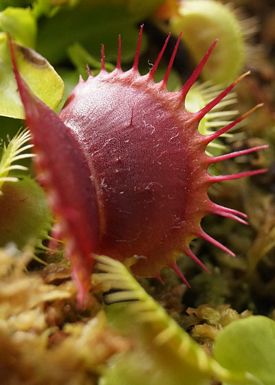 「食虫植物（ハエトリソウ）」テキトー栽培記