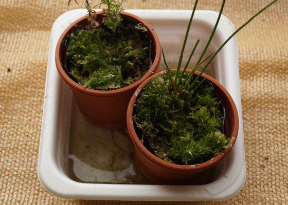 「食虫植物（ハエトリソウ）」テキトー栽培記